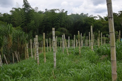 Foto de Finca para Venta en La cabaña, Manizales - 279024307