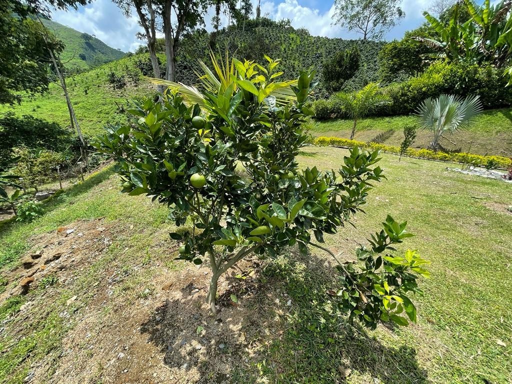 Foto de Finca en Venta en La insula, Chinchina - 24 - 279023676