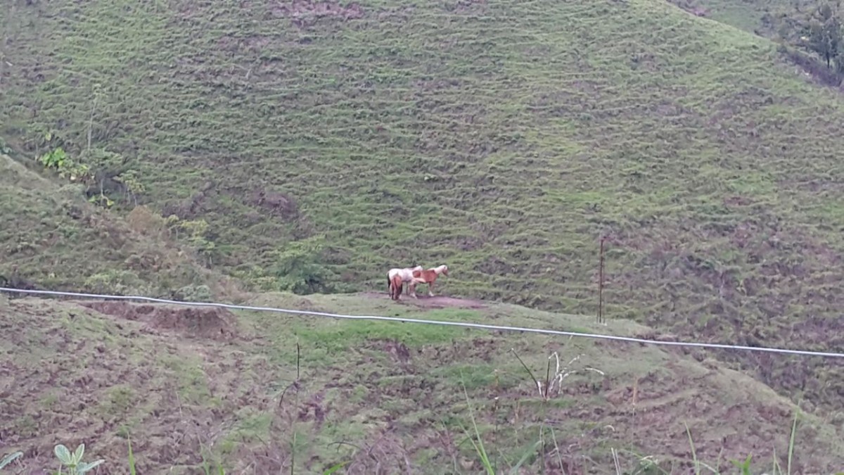 Foto de Finca en Venta en Santa rosa de cabal, Santa rosa de cabal - 18 - 279056021