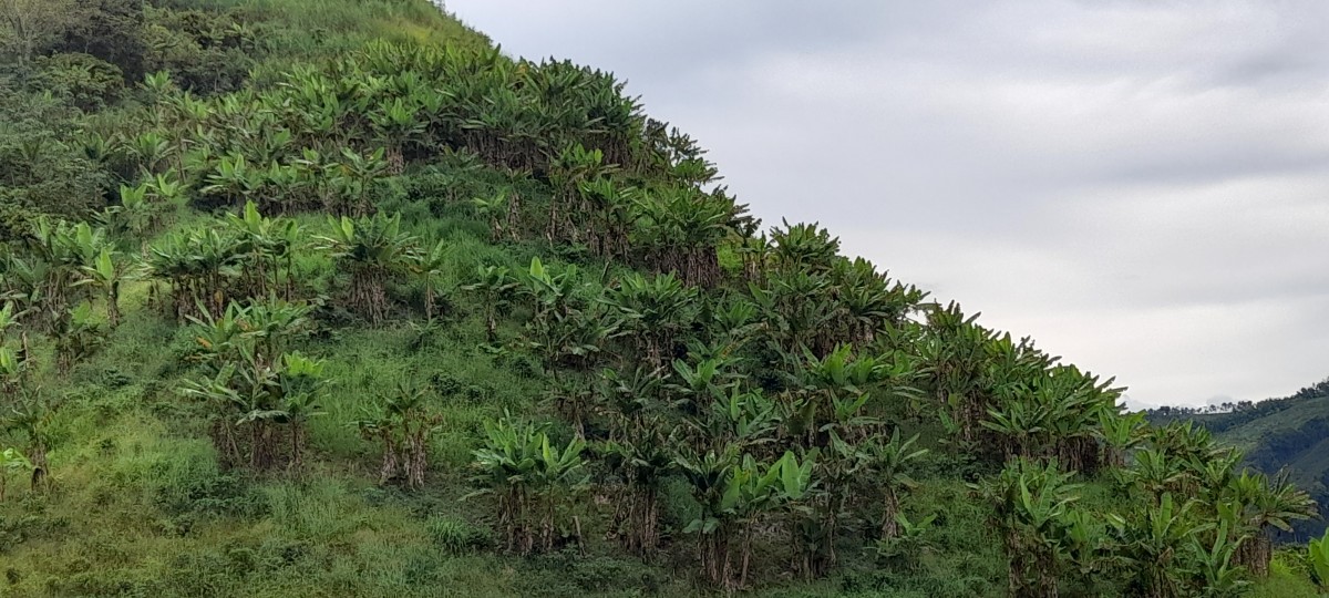 Foto de Finca en Venta en Los nogales, Manizales - 18 - 24633