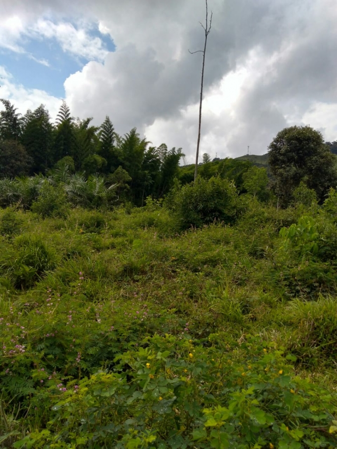 Foto de Lote / terreno en Venta en Vereda la libertad, Risaralda - 4 - 18529