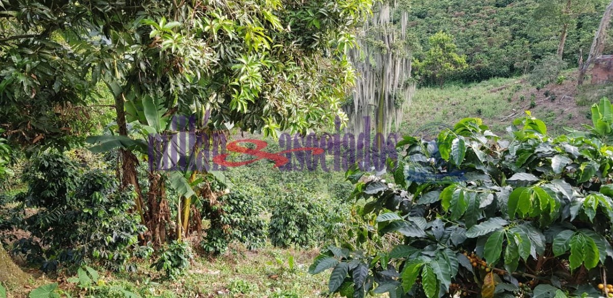 Foto de Finca en Venta en Tres esquinas, Chinchina - 12 - 52177