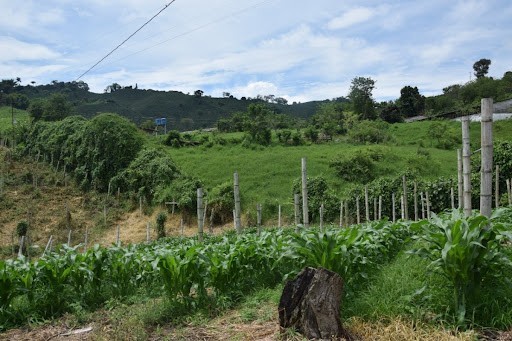 Foto de Finca en Venta en La cabaña, Manizales - 1 - 279024307