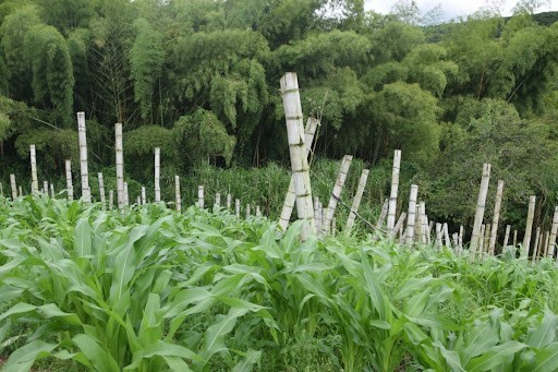 Foto de Finca en Venta en La cabaña, Manizales - 3 - 279024307