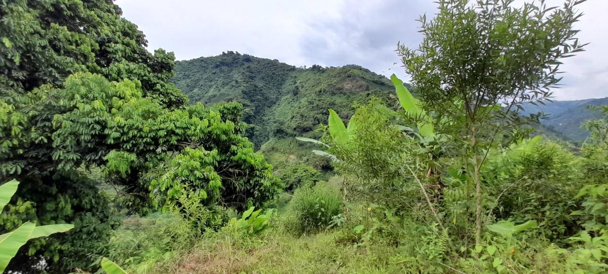 Foto de Finca en Venta en Los nogales, Manizales - 10 - 24633