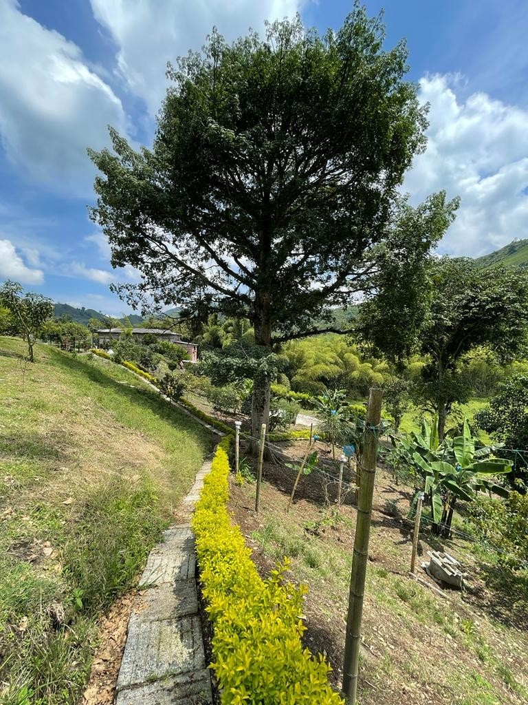 Foto de Finca en Venta en La insula, Chinchina - 26 - 279023676