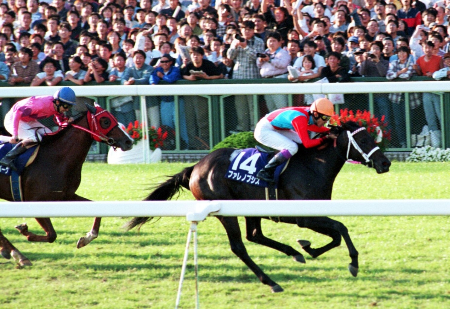 ファレノプシス 記念馬券5枚セット 週刊100名馬」ファレノプシス 情念花開くとき【後編】by江面弘也
