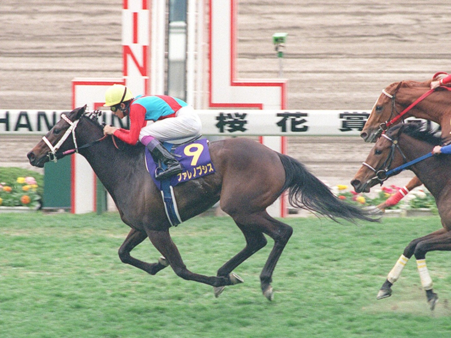 週刊100名馬」ファレノプシス 情念花開くとき【中編】by江面弘也