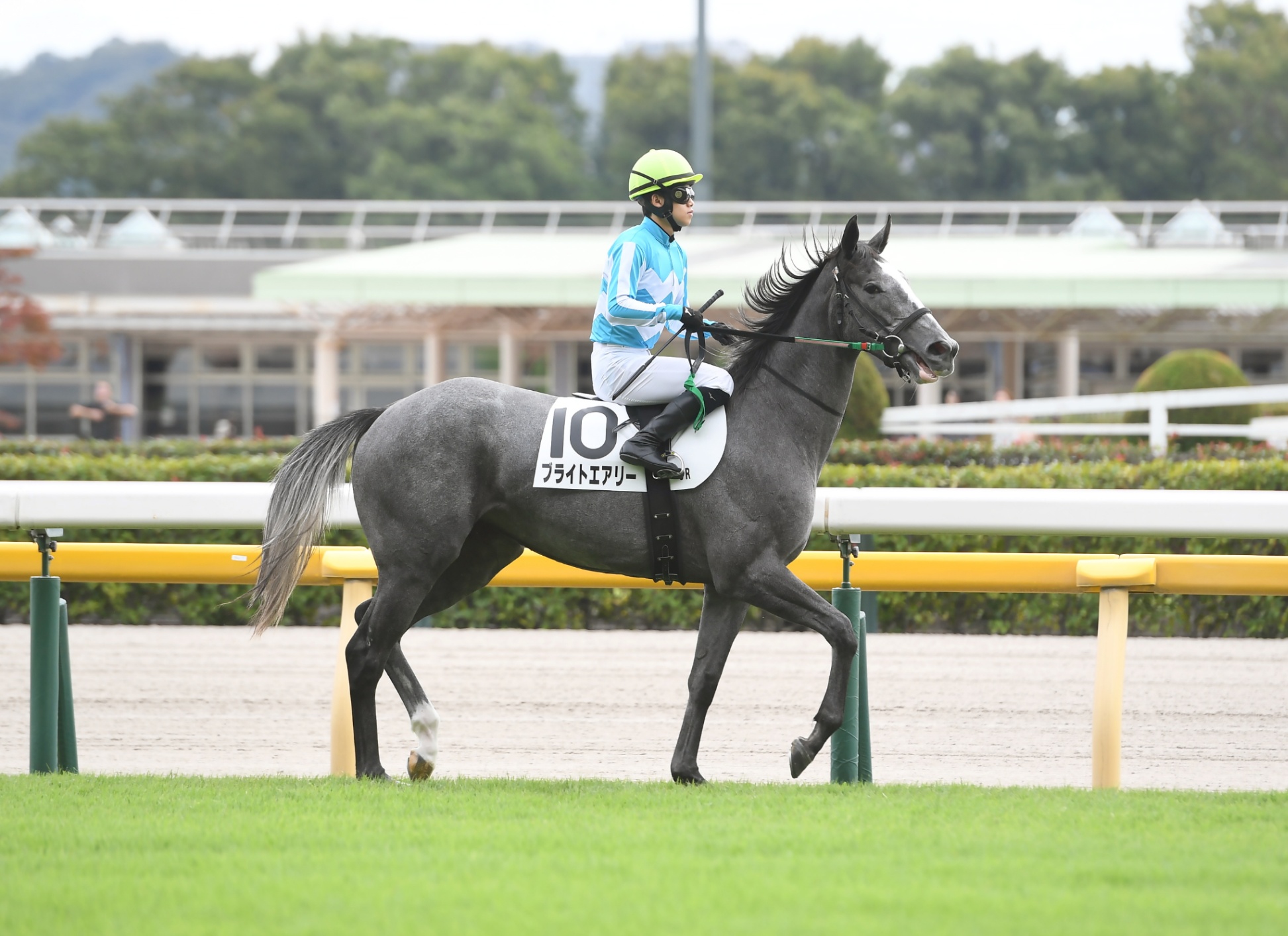 まねき馬カードNo2390今村聖奈G1記念泊（開封） 今村聖奈のYahoo