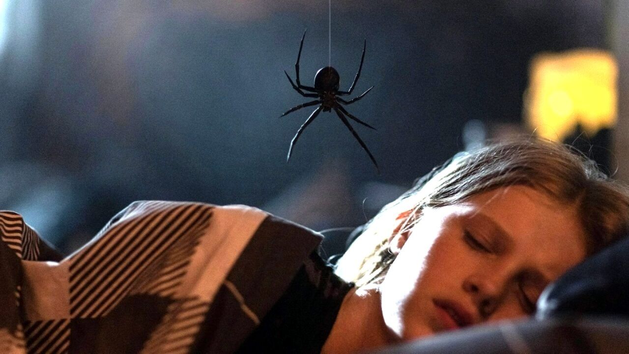 Sting - Nuovo horror con un ragno molto speciale