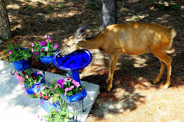 Thirsty Deer