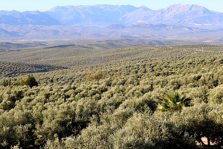 Sea of Olive Trees