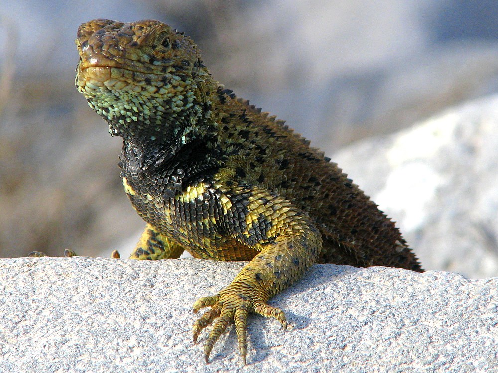 Lava Rock Lizard