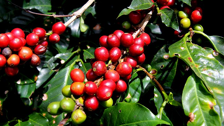 Ripe Coffee Cherries