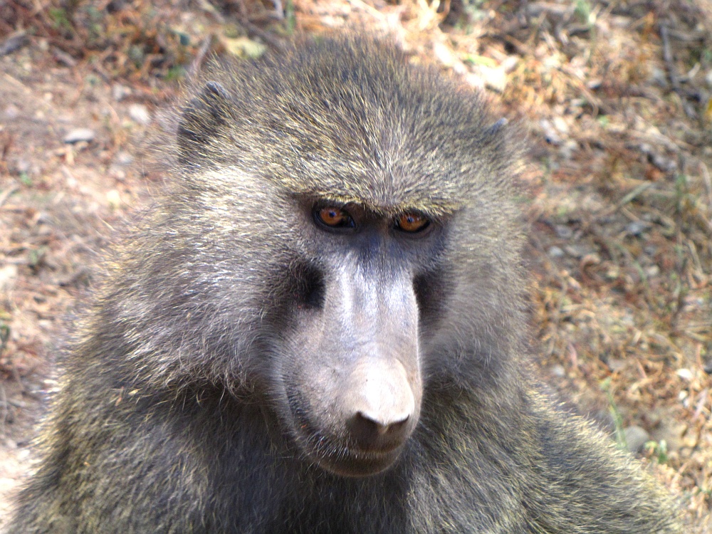 Olive Baboon