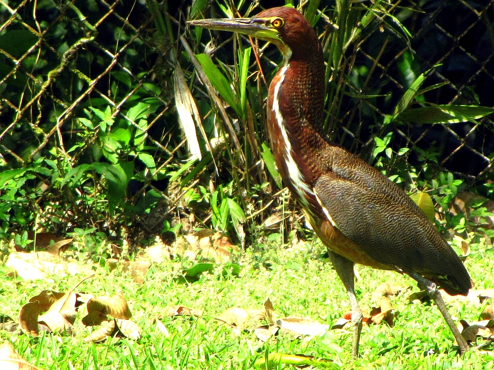 Panama