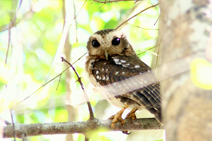 Screech Owl