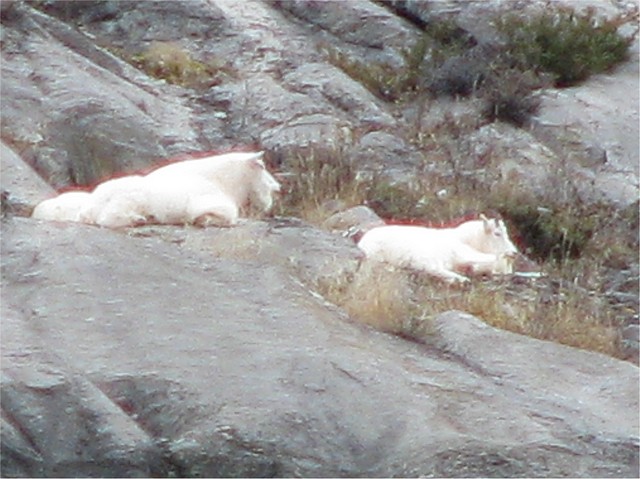 Snow White Mountain Goats