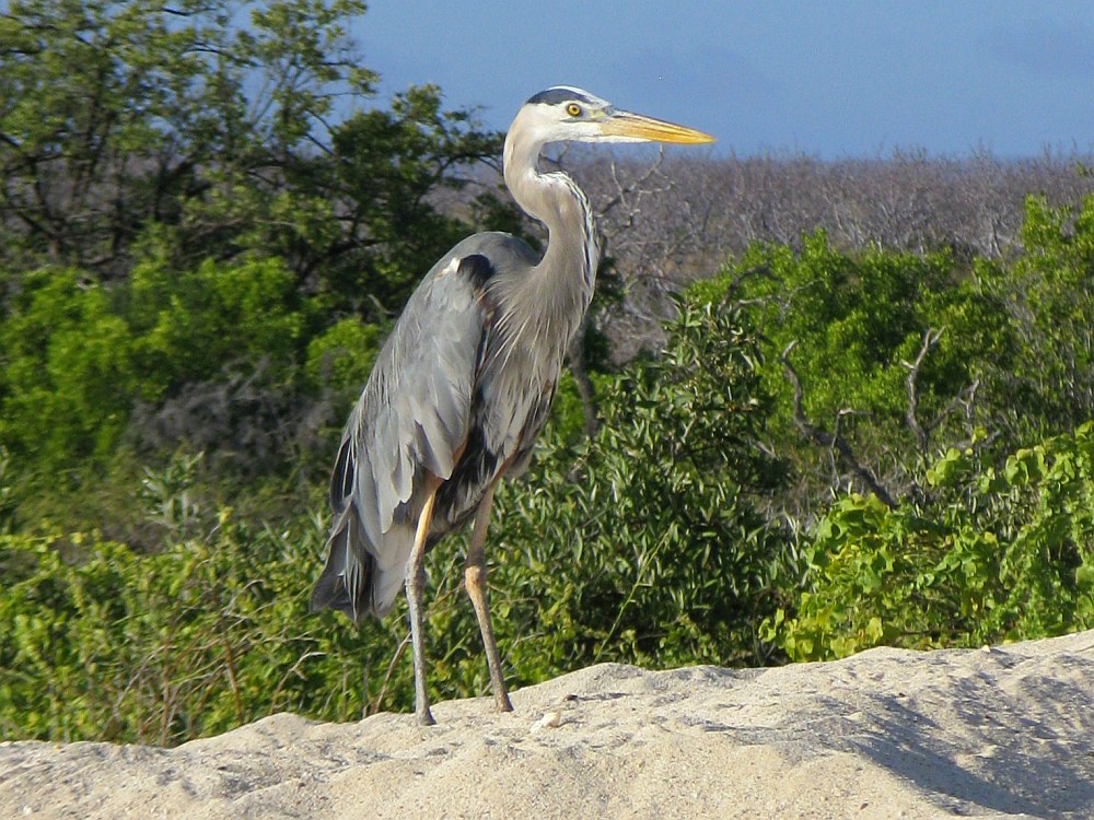 Galápagos Islands, Ecuador