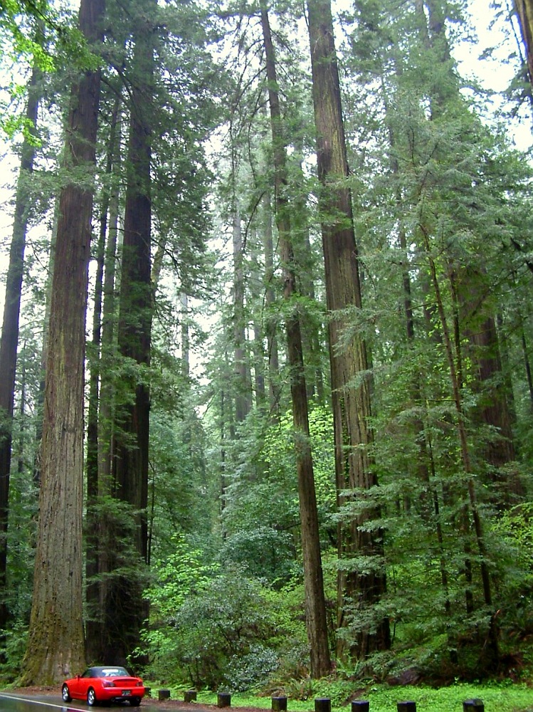 Muir Woods