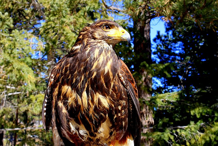 Harris Hawk