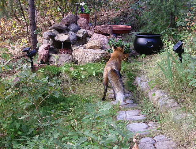 Fox in the Backyard Looking for Water