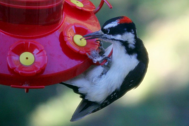 Downy Woodpecker on Feeder
