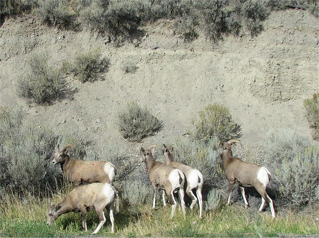 Bighorn Sheep