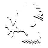 COCKFIGHT