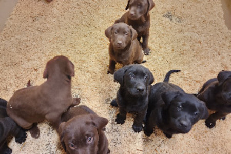 AKC REGISTERED LAB PUPPIES