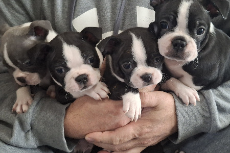 Boston Terriers ACA Registered