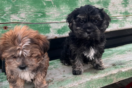 Adorable Teddy Bear Males