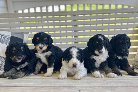 Bernedoodle Puppies