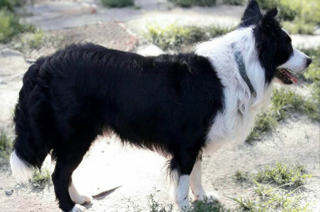 BORDER COLLIE PUPPIES