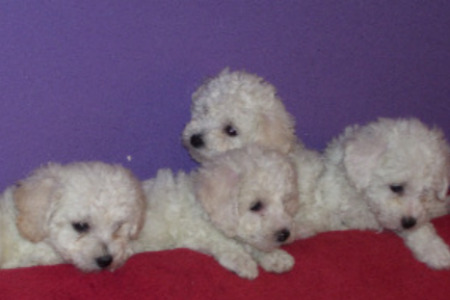 Bichon Frise Puppies