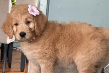 Flb Golden Doodles