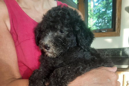 Medium-sized f1b Aussiedoodles