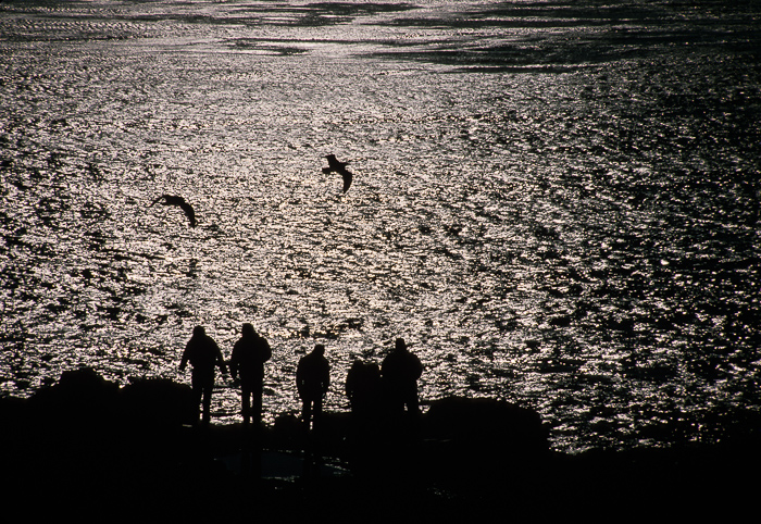 Birds, People, and the Sea