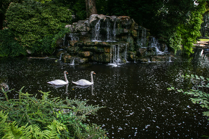 Swans in Rouen Park