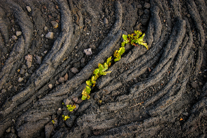 Life in Lava I