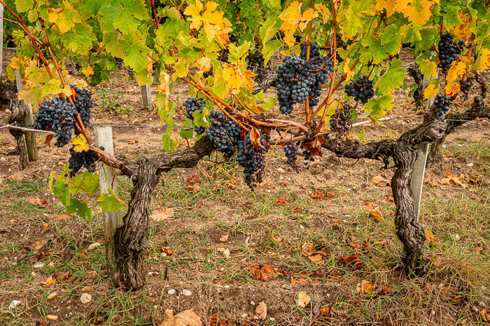 Merlot on the Vine