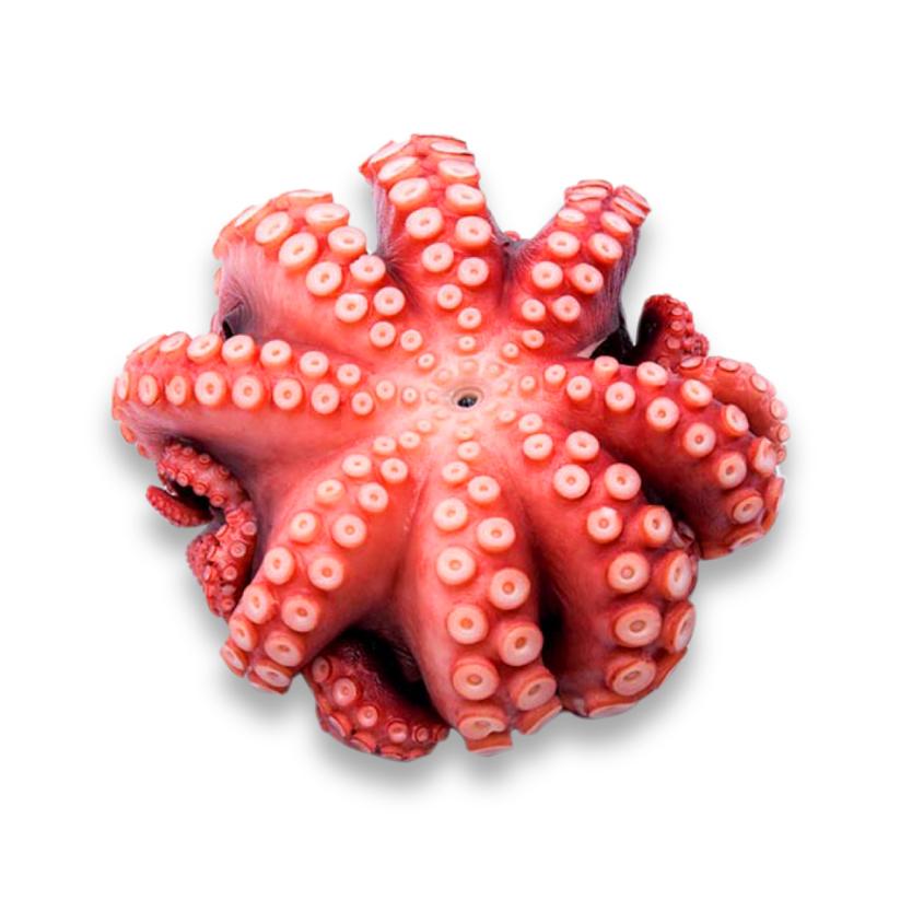 FROZEN BOILED OCTOPUS