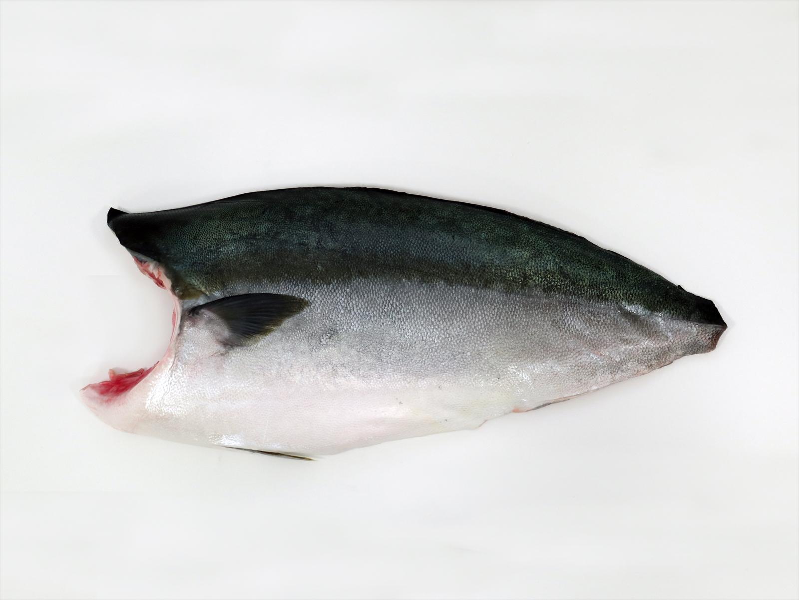 Hamachi (Yellowtail)