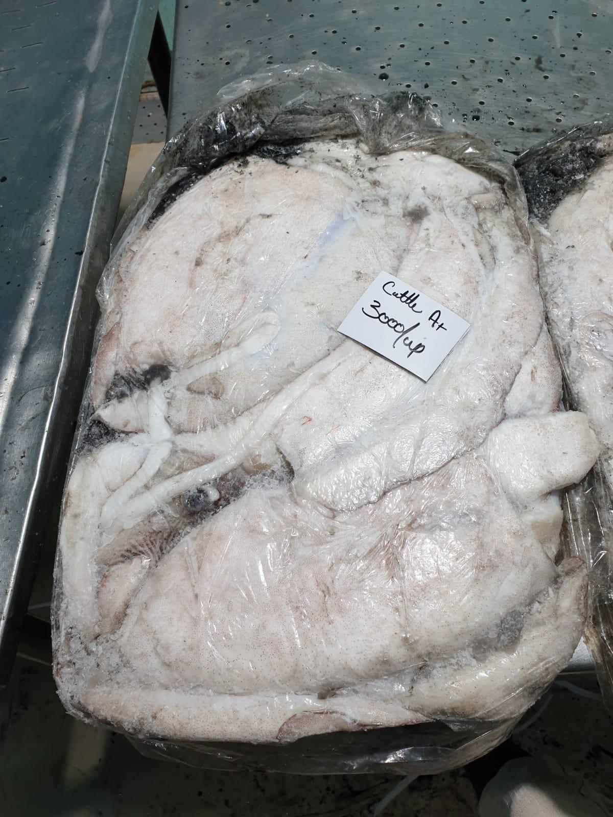 FROZEN CUTTLE FISH WHOLE ROUND