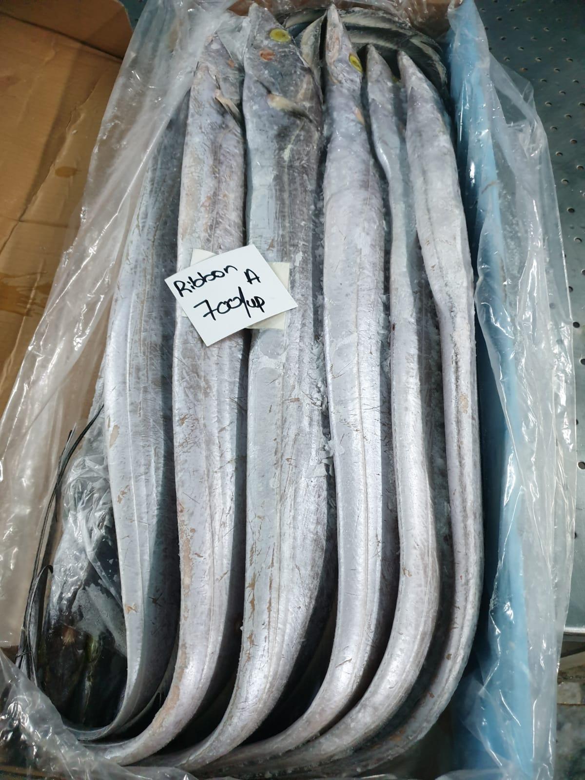 FROZEN RIBBON FISH WHOLE ROUND