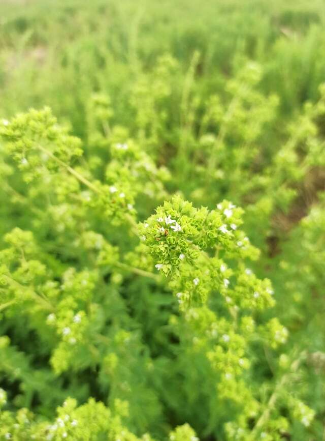 GREEK OREGANO