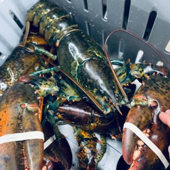 Live lobster