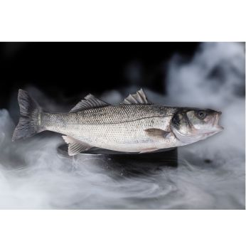 Mediterranean Sea Bass