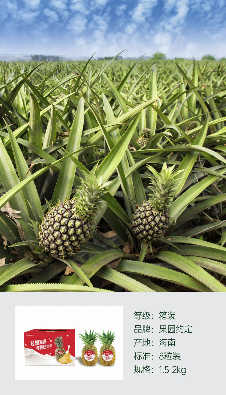 Soy milk-Irrigated Pineappl