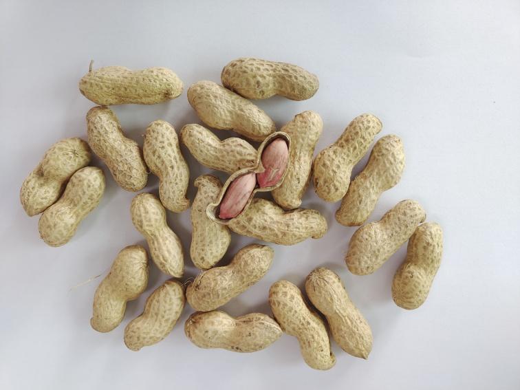 PEANUT IN SHELL
